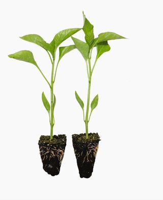 100 Plantones Huerta Variados