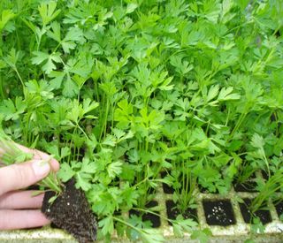 100 Plantones Huerta Variados