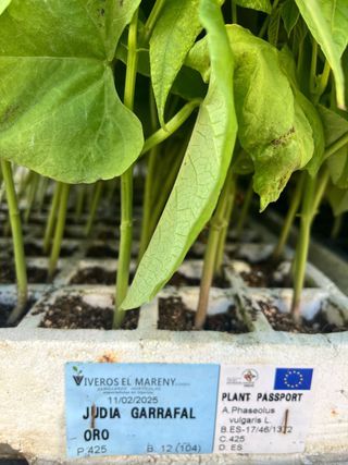 100 Plantones Huerta Variados