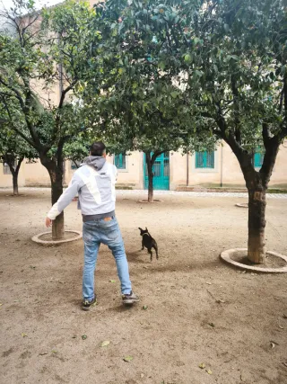 Paseador de perros y cuidado de gatos BCN