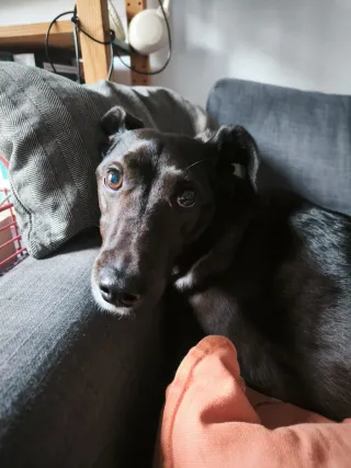 Paseador de perros y cuidado de gatos BCN