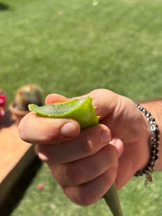 Foglie Aloe Arborescens Sudafricana