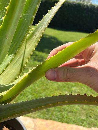 Foglie Aloe Arborescens Sudafricana