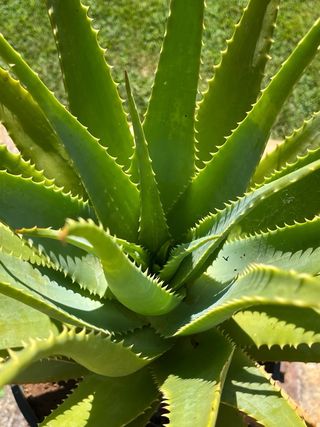 Foglie Aloe Arborescens Sudafricana