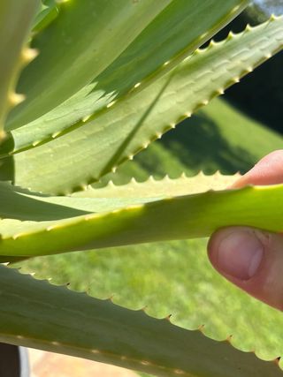 Foglie Aloe Arborescens Sudafricana
