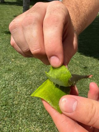 Foglie Aloe Arborescens Sudafricana