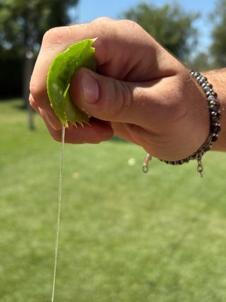 Foglie Aloe Arborescens Sudafricana