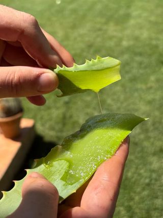 Foglie Aloe Arborescens Sudafricana