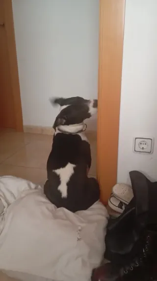 Cuidado de mascotas en Mollet y alrededores