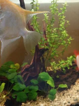 Decoración acuario: troncos y rocas