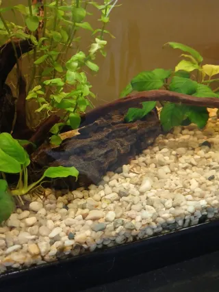 Decoración acuario: troncos y rocas