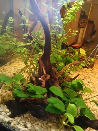 Decoración acuario: troncos y rocas