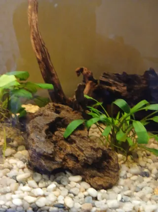 Decoración acuario: troncos y rocas