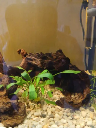 Decoración acuario: troncos y rocas