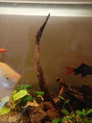 Decoración acuario: troncos y rocas