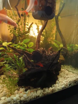 Decoración acuario: troncos y rocas