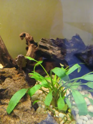 Decoración acuario: troncos y rocas