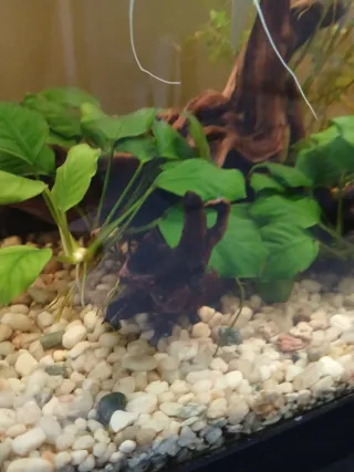 Decoración acuario: troncos y rocas