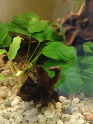 Lote de 6 plantas para acuario