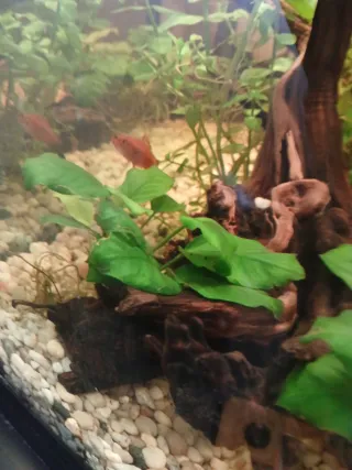 Lote de 6 plantas para acuario