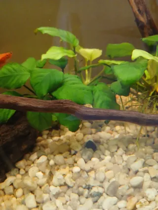 Lote de 6 plantas para acuario