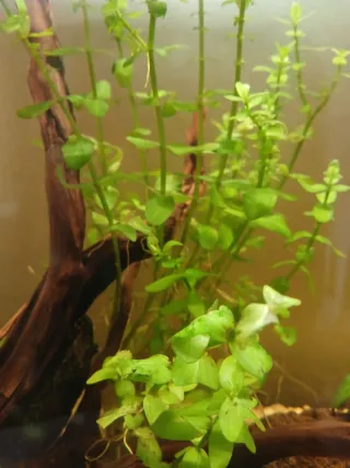 Lote de 6 plantas para acuario