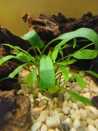 Lote de 6 plantas para acuario