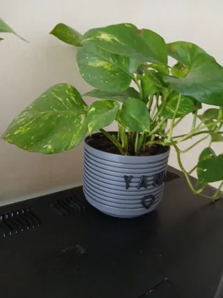 Maceta personalizada con planta