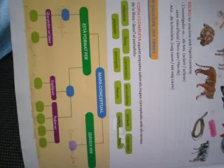 LLENGUA CATALANA 6 PRIMARIA CONSTRUINT MONS