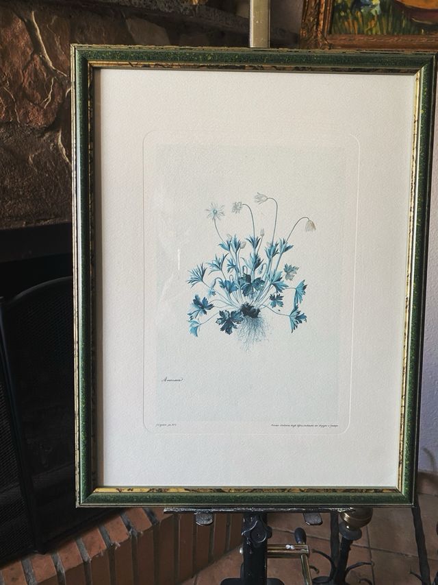 Conjunto 3 litografías botánicas antiguas