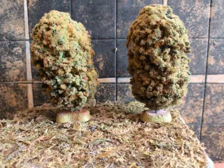 Escenografía propia