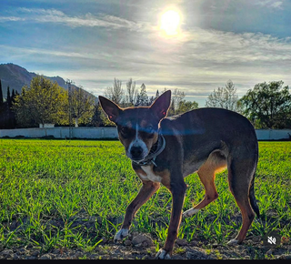Cuidador profesional guardería canina Madrid Norte