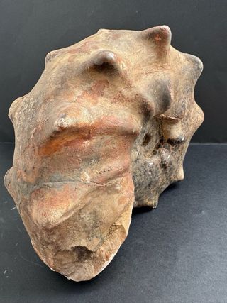 Fósil Amonite Mammites Nodosoides 19,5 cm X 17 cm