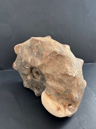 Fósil Amonite Mammites Nodosoides 19,5 cm X 17 cm