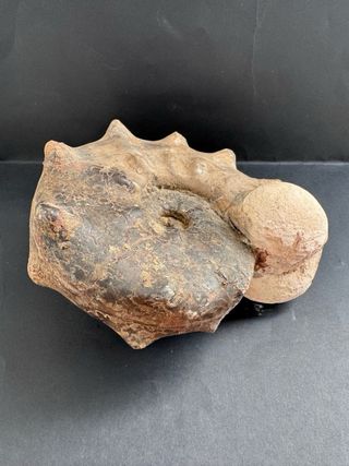 Fósil Amonite Mammites Nodosoides 19,5 cm X 17 cm