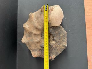 Fósil Amonite Mammites Nodosoides 19,5 cm X 17 cm