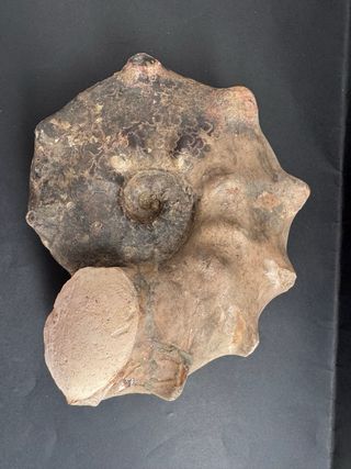 Fósil Amonite Mammites Nodosoides 19,5 cm X 17 cm