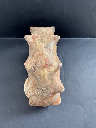 Fósil Amonite Mammites Nodosoides 19,5 cm X 17 cm