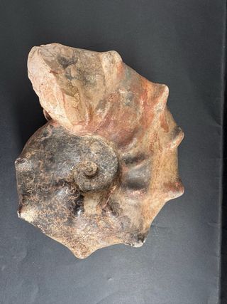 Fósil Amonite Mammites Nodosoides 19,5 cm X 17 cm