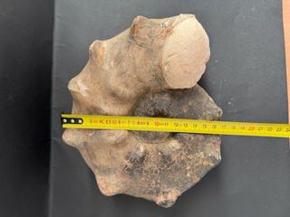 Fósil Amonite Mammites Nodosoides 19,5 cm X 17 cm