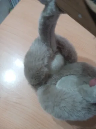 Paraorecchie invernale