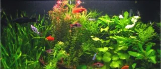 Instalacion y mantenimiento de acuarios