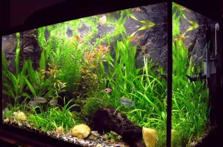 Instalacion y mantenimiento de acuarios