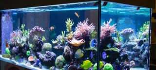 Instalacion y mantenimiento de acuarios