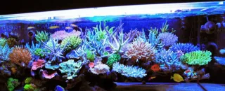 Instalacion y mantenimiento de acuarios