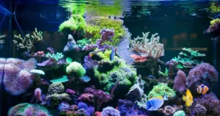 Instalacion y mantenimiento de acuarios