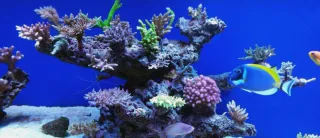 Instalacion y mantenimiento de acuarios