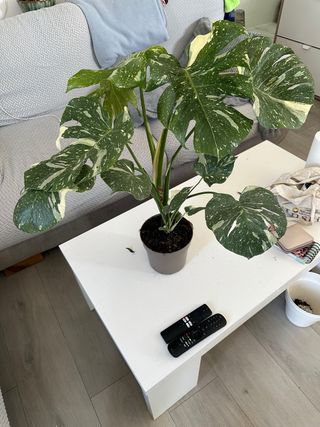 Monstera Constelación Variegada