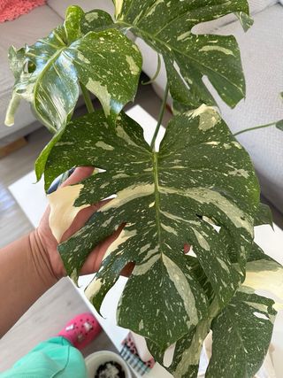Monstera Constelación Variegada