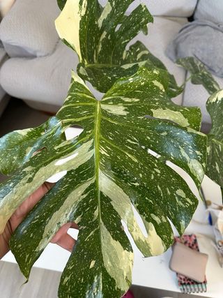Monstera Constelación Variegada